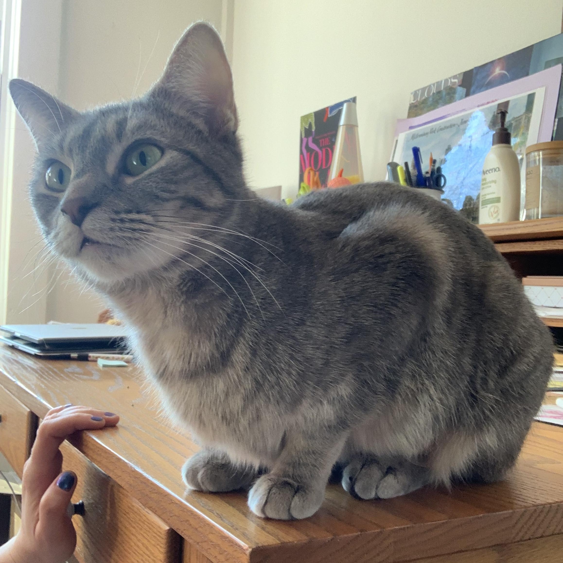 Virtue, a ADOPTABLE mixed breed in Chicago, IL image 2/5