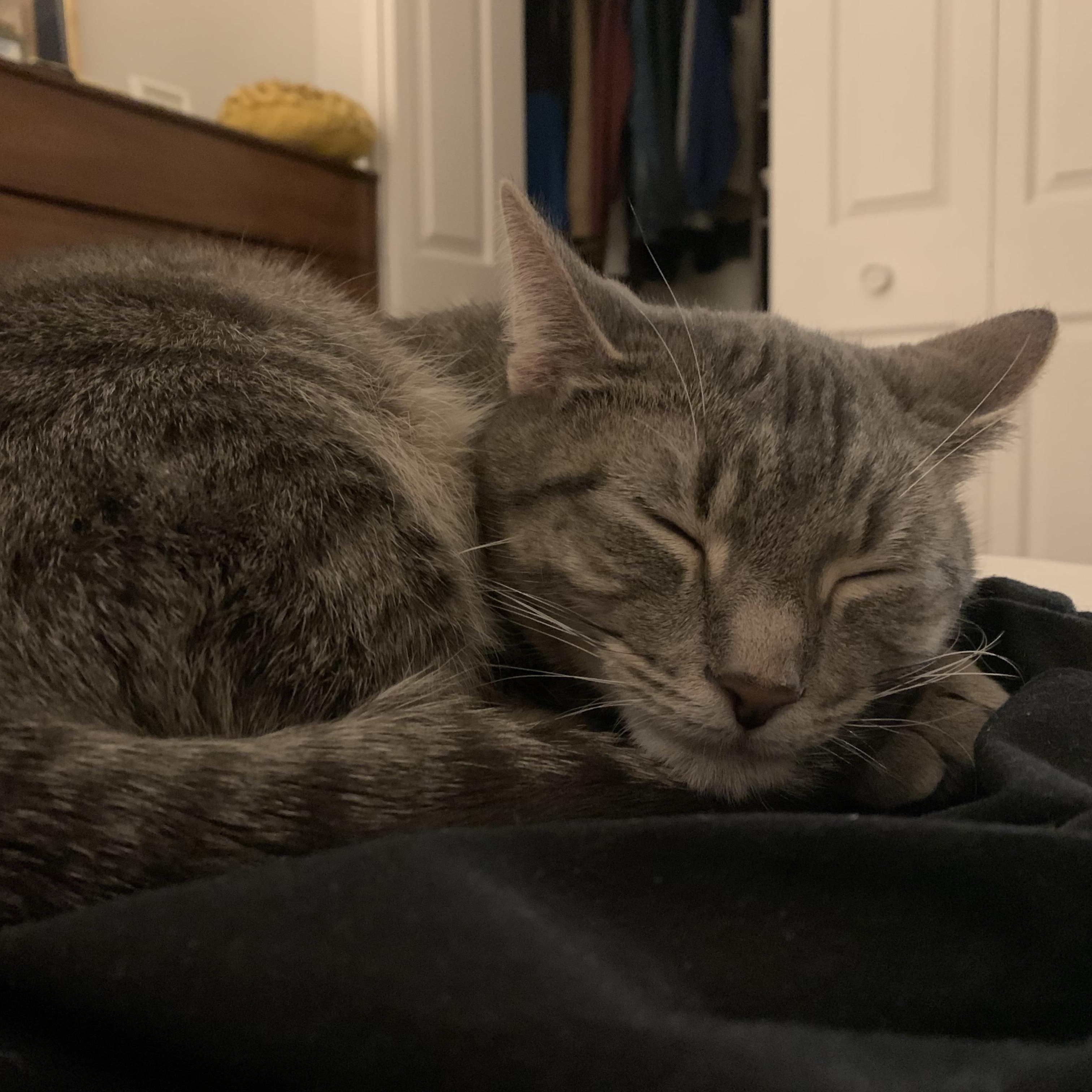 Virtue, a ADOPTABLE mixed breed in Chicago, IL image 5/5