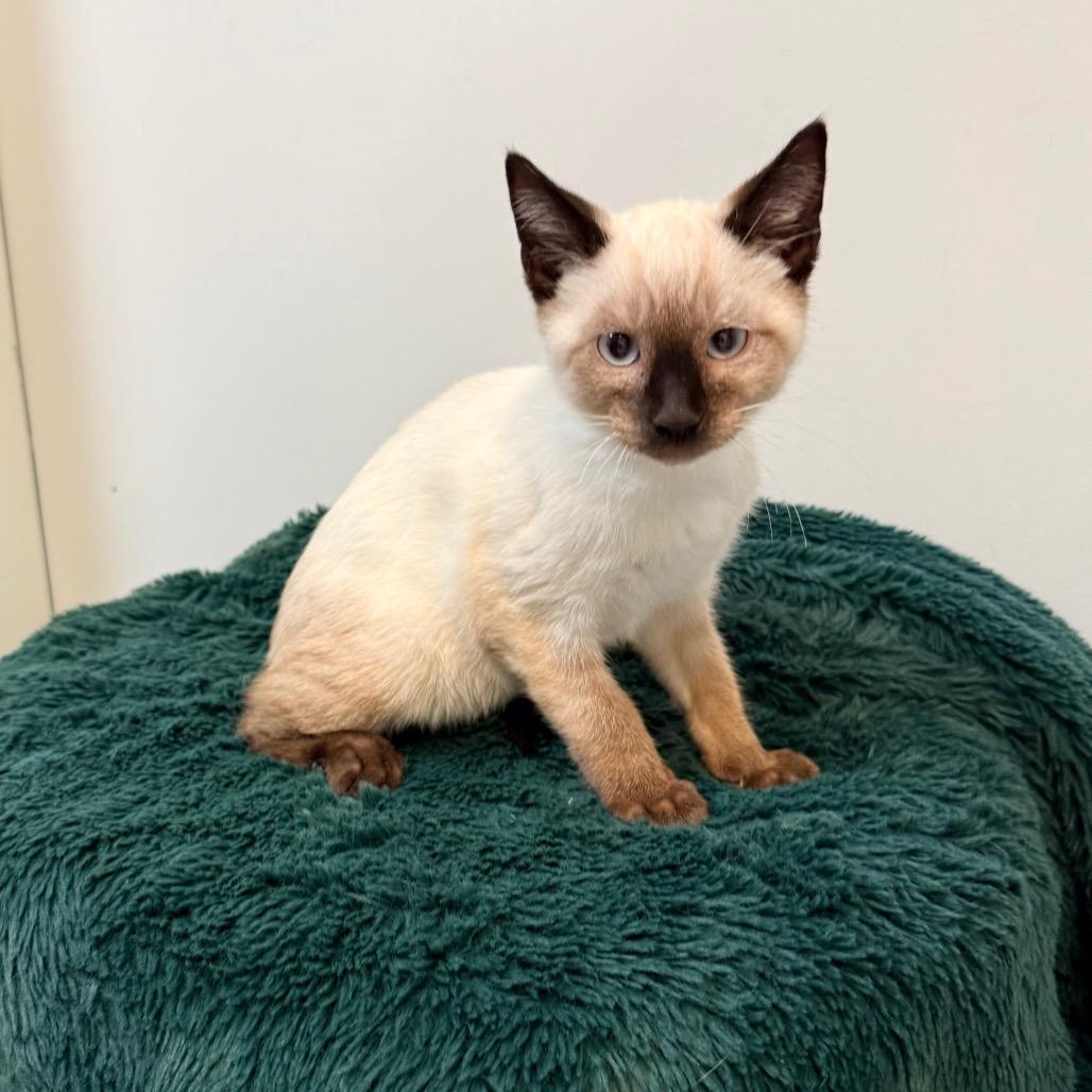 Cedar, Adoptable, Kitten Male Domestic Short Hair.