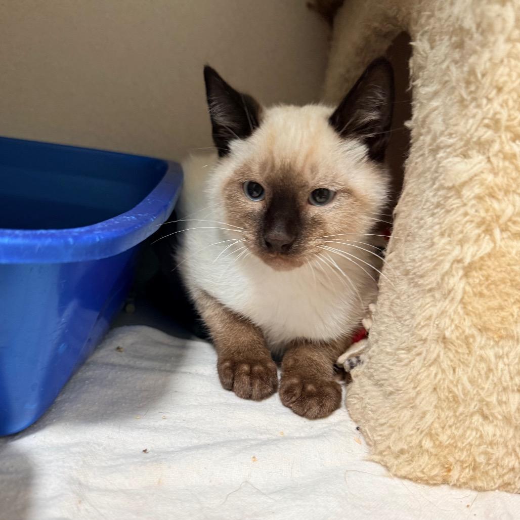 Enlarge Cedar, a Adoptable Domestic Short Hair in Great Falls, MT image 2/5