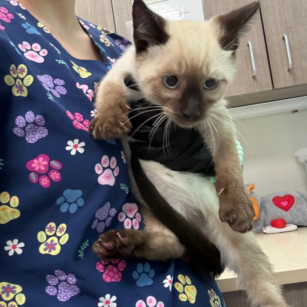 Enlarge Cedar, a Adoptable Domestic Short Hair in Great Falls, MT image 3/5