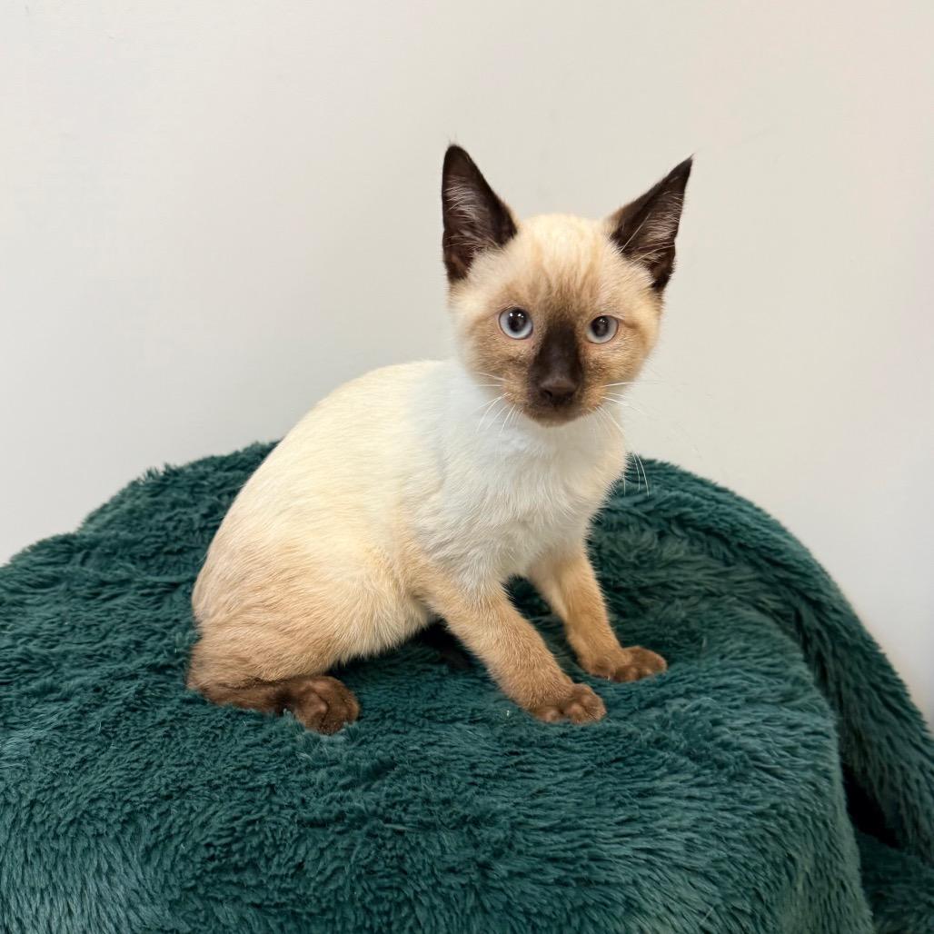 Enlarge Cedar, a Adoptable Domestic Short Hair in Great Falls, MT image 4/5