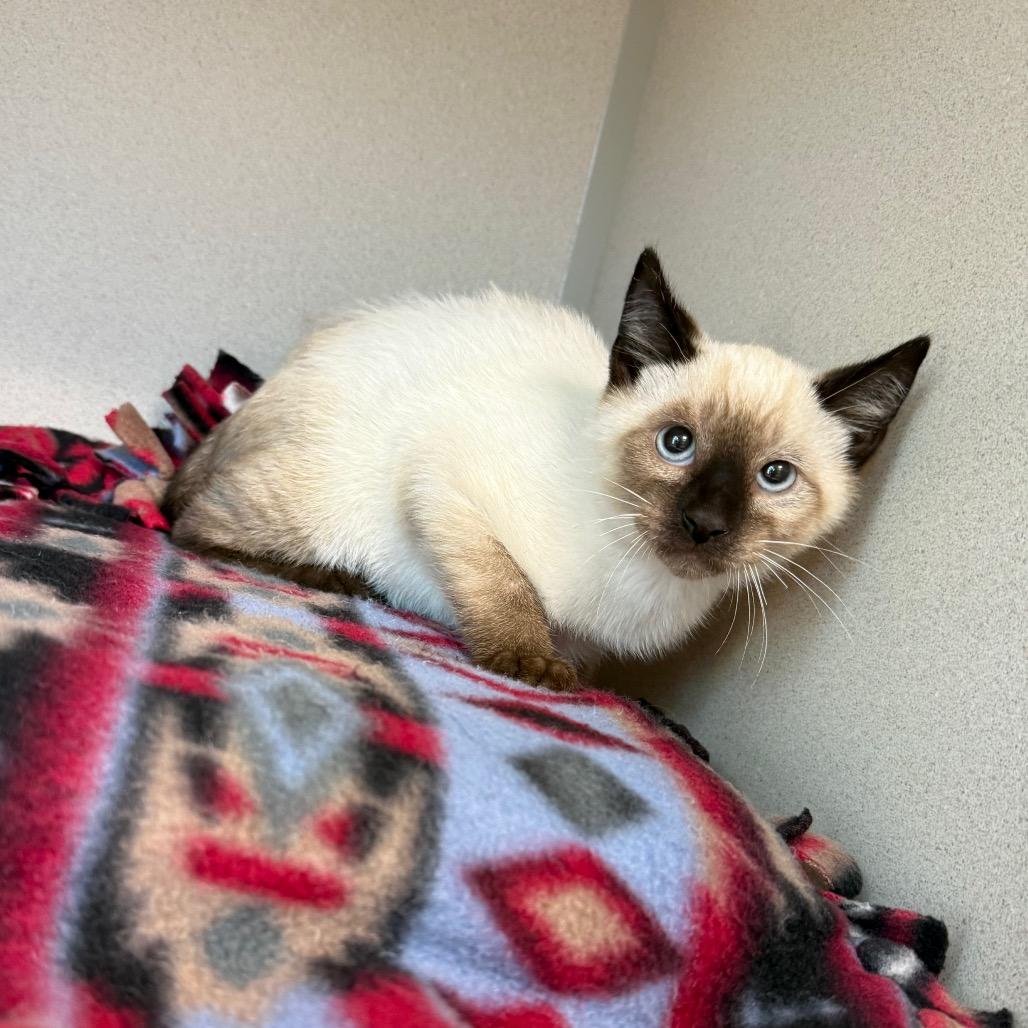 Enlarge Cedar, a Adoptable Domestic Short Hair in Great Falls, MT image 5/5