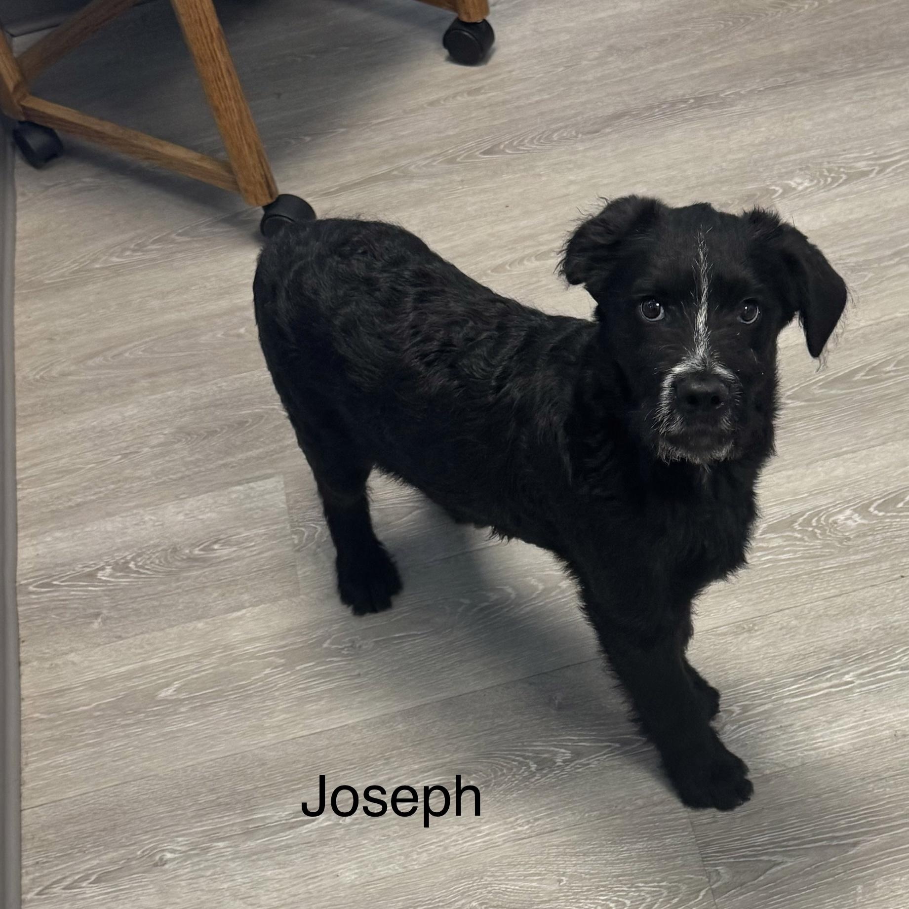 Enlarge Joseph, an adopted mixed breed in Ulster, PA image 1/1