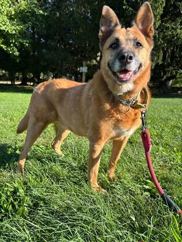 PEPPER, Adoptable, Adult Female German Shepherd Dog.