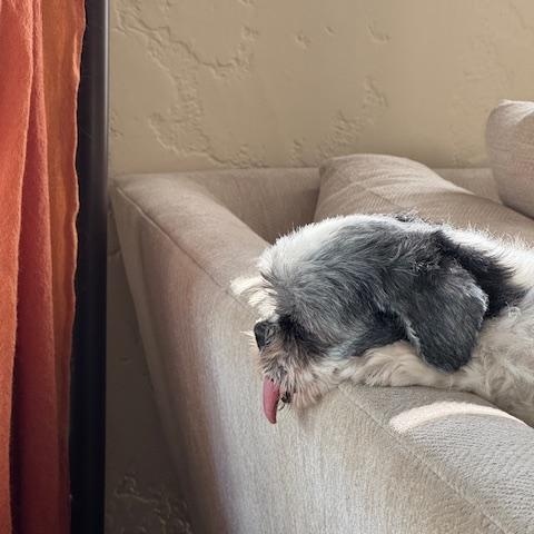 Enlarge Zoey, a ADOPTABLE Shih Tzu in Rancho Palos Verdes, CA image 4/6