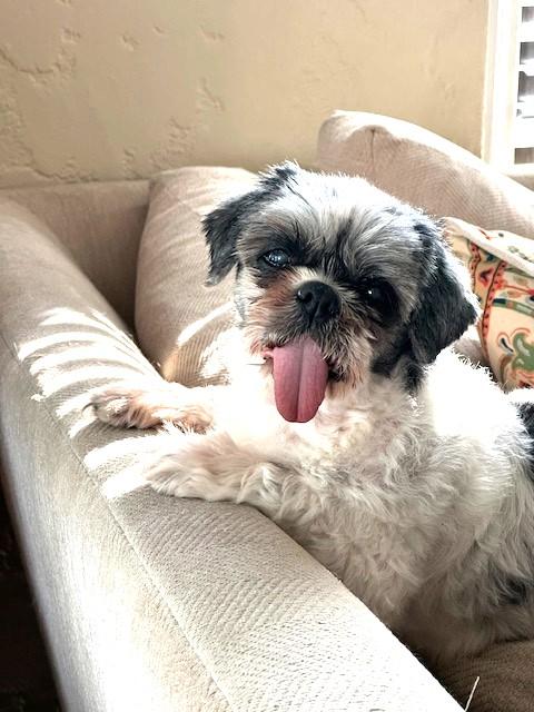 Enlarge Zoey, a ADOPTABLE Shih Tzu in Rancho Palos Verdes, CA image 2/6