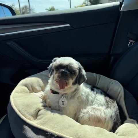 Enlarge Zoey, a ADOPTABLE Shih Tzu in Rancho Palos Verdes, CA image 3/6