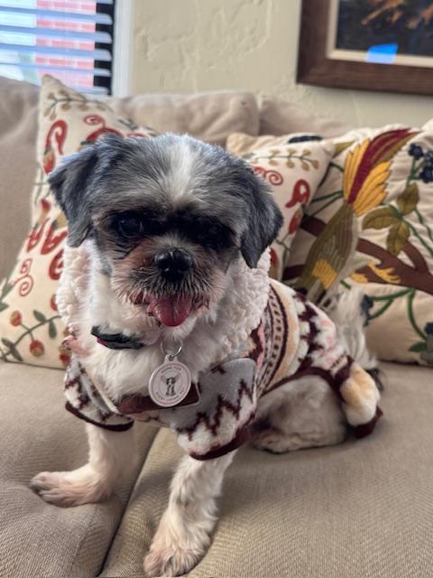Zoey, ADOPTABLE, Senior Female Shih Tzu.