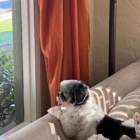 Enlarge Zoey, a ADOPTABLE Shih Tzu in Rancho Palos Verdes, CA image 5/6