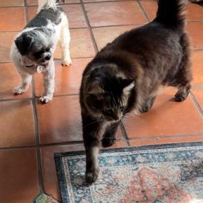 Enlarge Zoey, a ADOPTABLE Shih Tzu in Rancho Palos Verdes, CA image 6/6