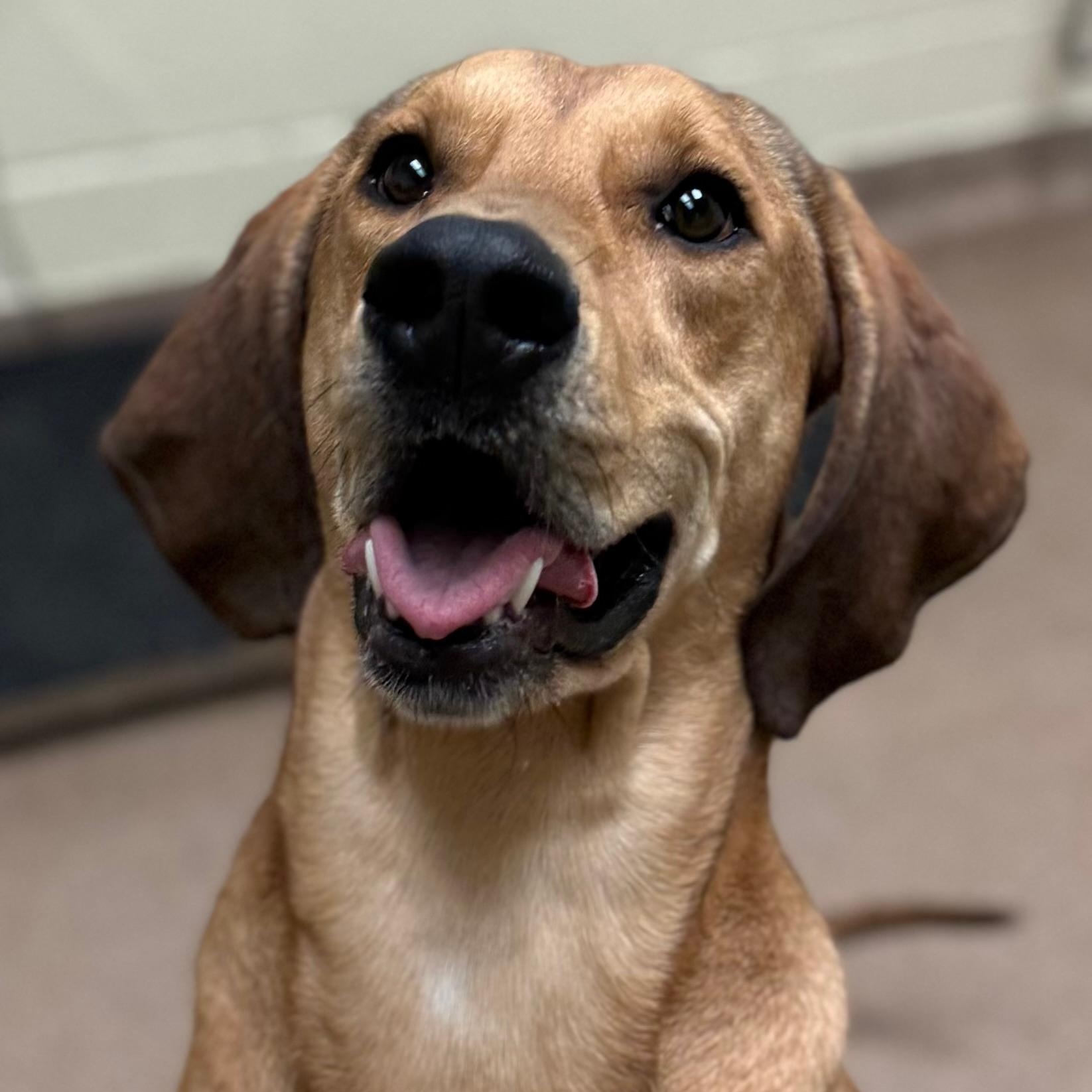 Enlarge Leia (North Carolina), a Adoptable Hound in Raleigh, NC image 1/6