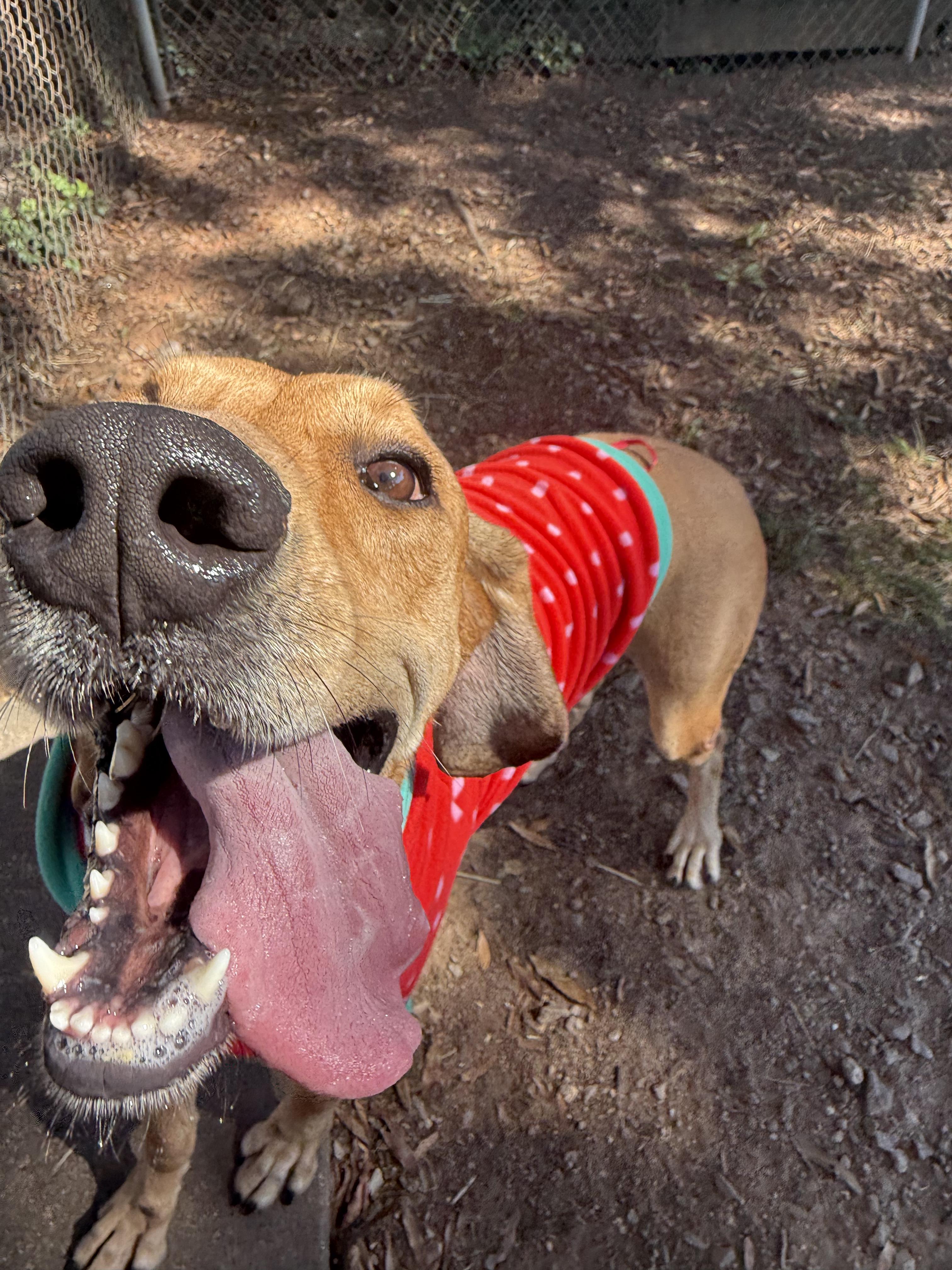 Enlarge Leia (North Carolina), a Adoptable Hound in Raleigh, NC image 6/6