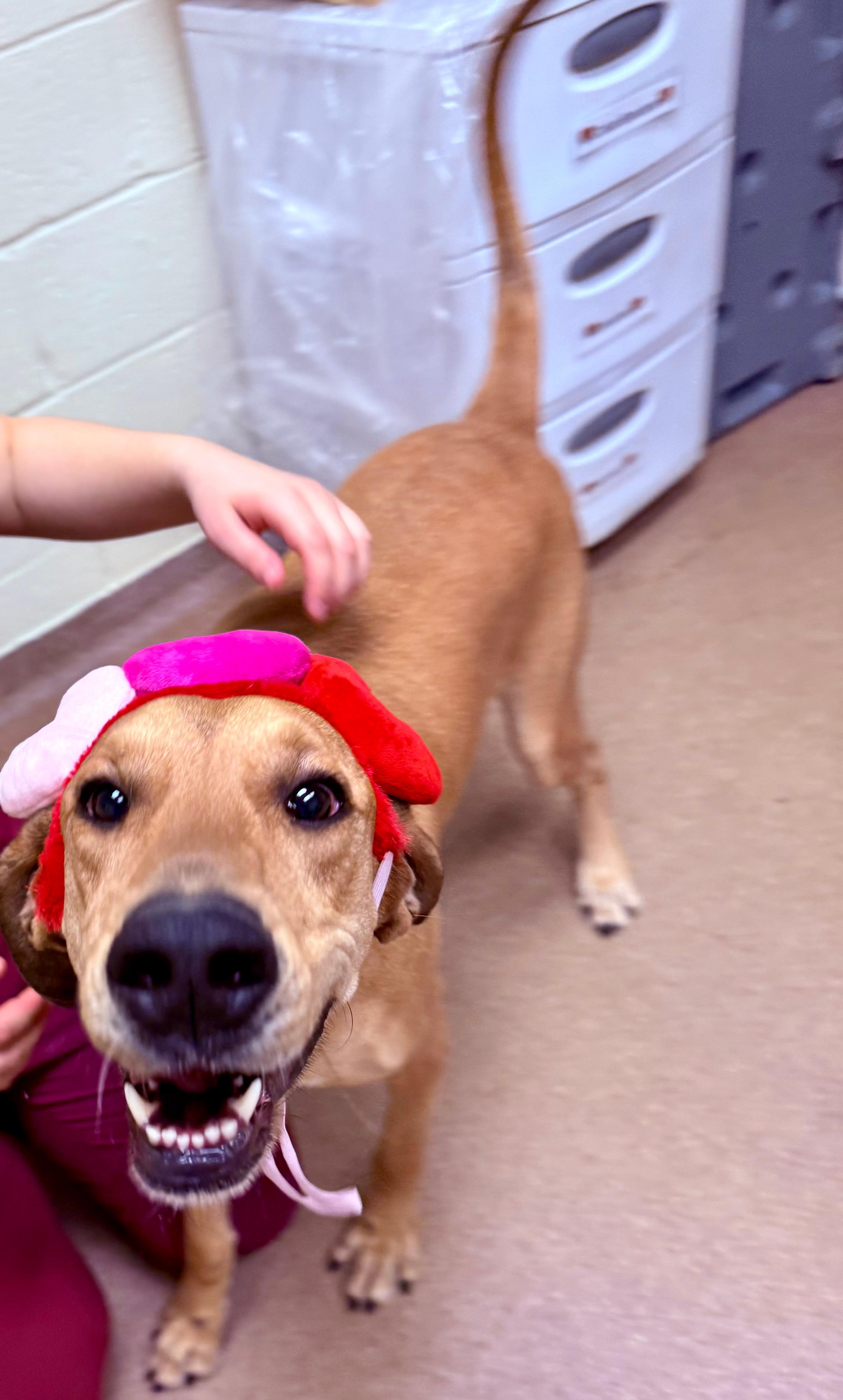 Enlarge Leia (North Carolina), a Adoptable Hound in Raleigh, NC image 5/6