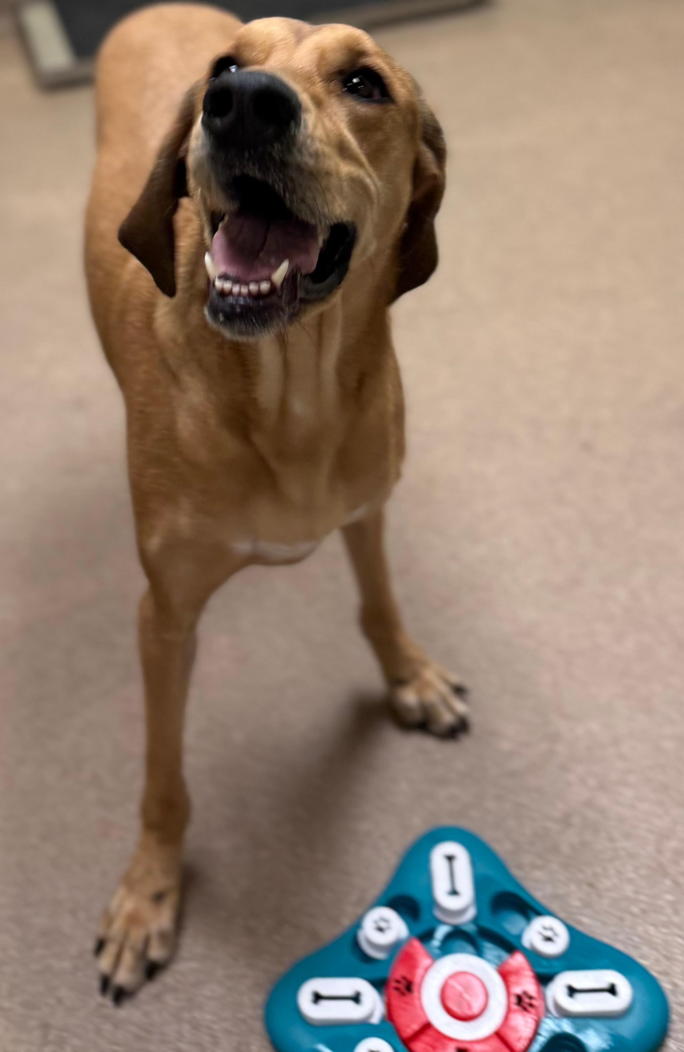 Enlarge Leia (North Carolina), a Adoptable Hound in Raleigh, NC image 4/6