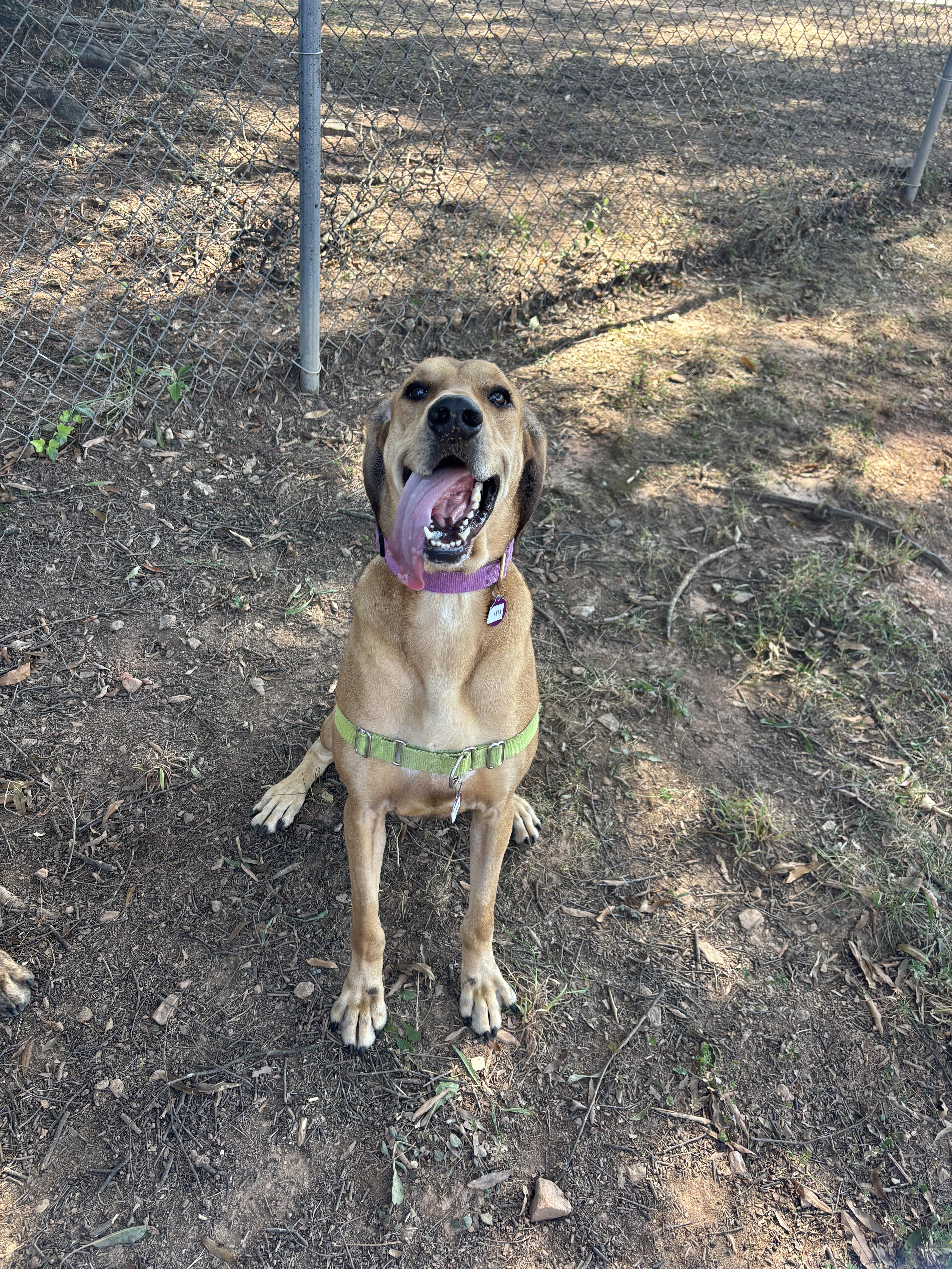 Enlarge Leia (North Carolina), a Adoptable Hound in Raleigh, NC image 3/6