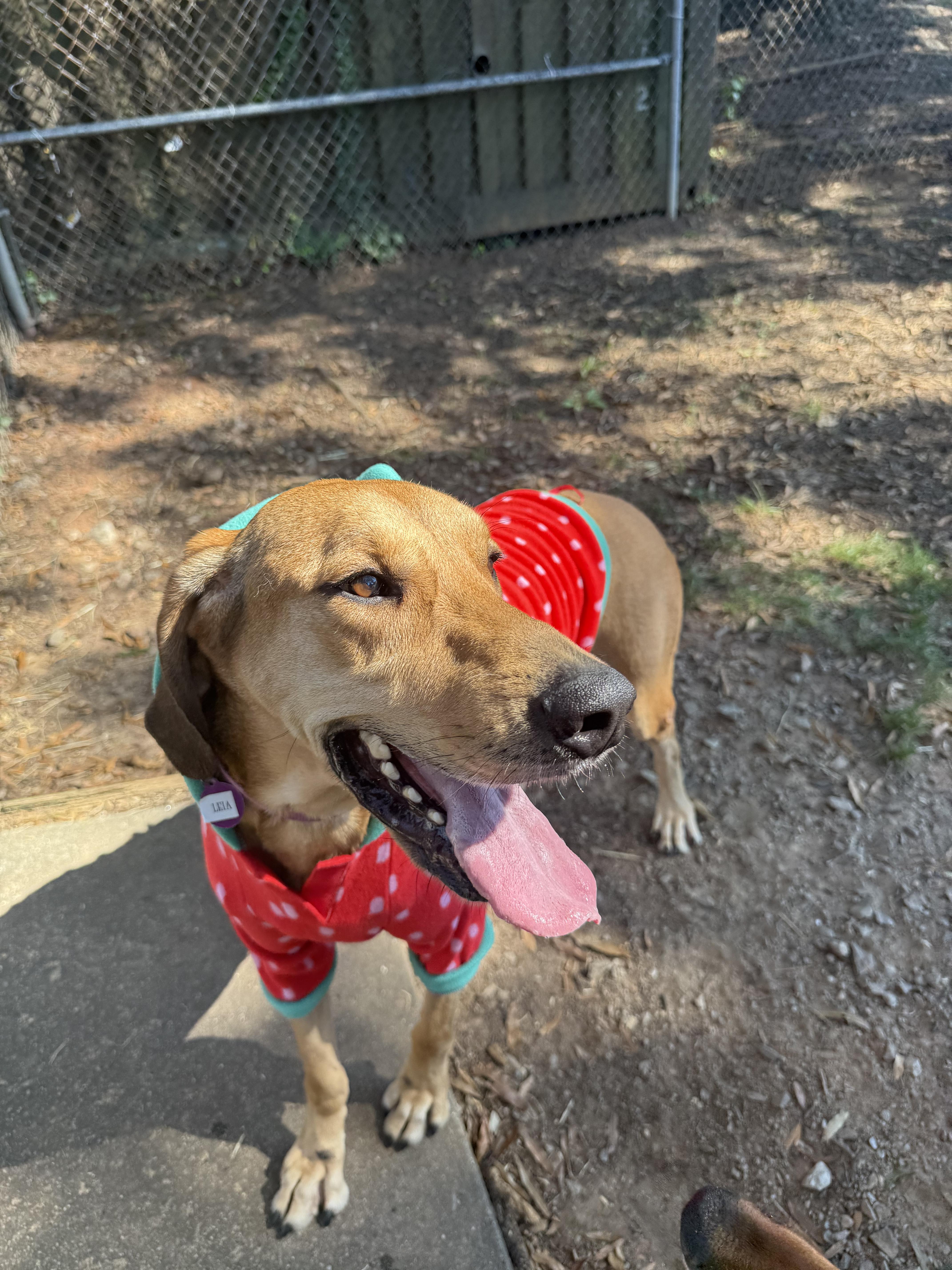 Enlarge Leia (North Carolina), a Adoptable Hound in Raleigh, NC image 2/6