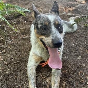 Scruff, a ADOPTABLE Australian Cattle Dog / Blue Heeler in Bellingham, WA image 4/6