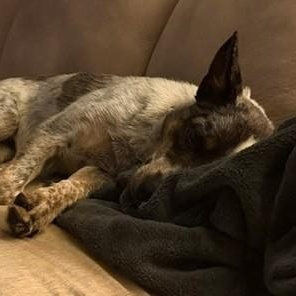 Scruff, a ADOPTABLE Australian Cattle Dog / Blue Heeler in Bellingham, WA image 3/6