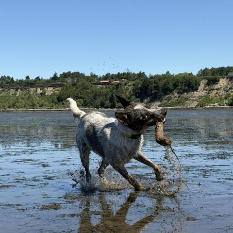 Leo, a ADOPTABLE Australian Cattle Dog / Blue Heeler in Bellingham, WA image 6/6