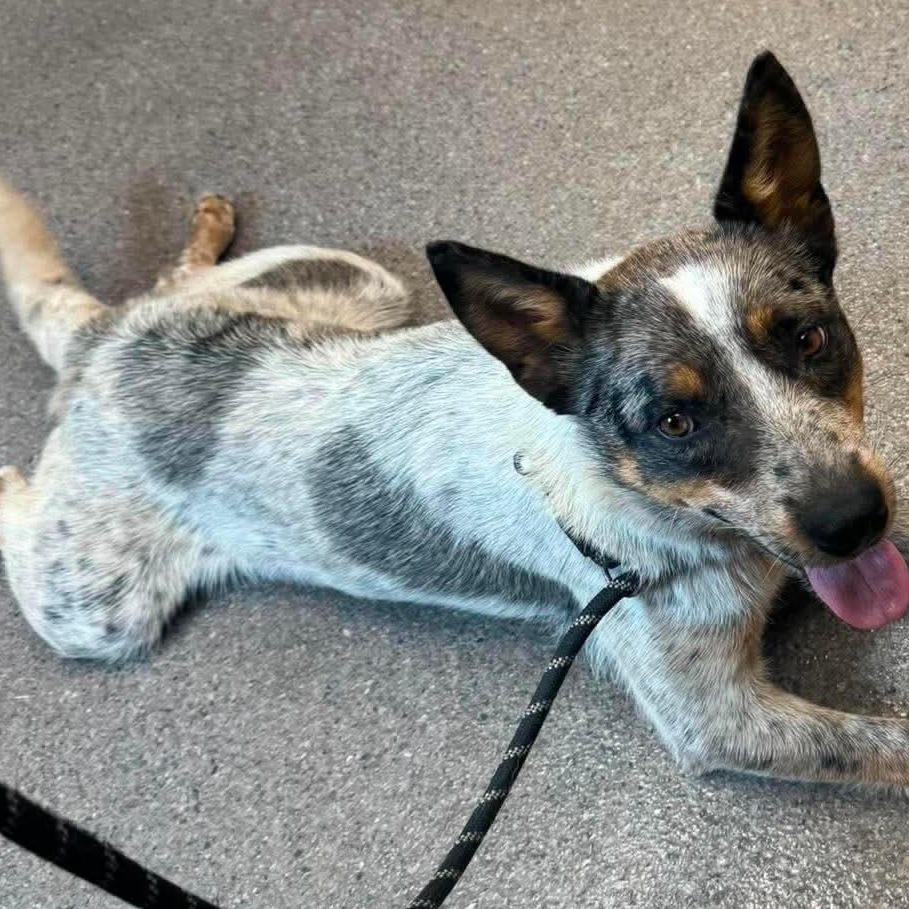 Scruff, a ADOPTABLE Australian Cattle Dog / Blue Heeler in Bellingham, WA image 5/6