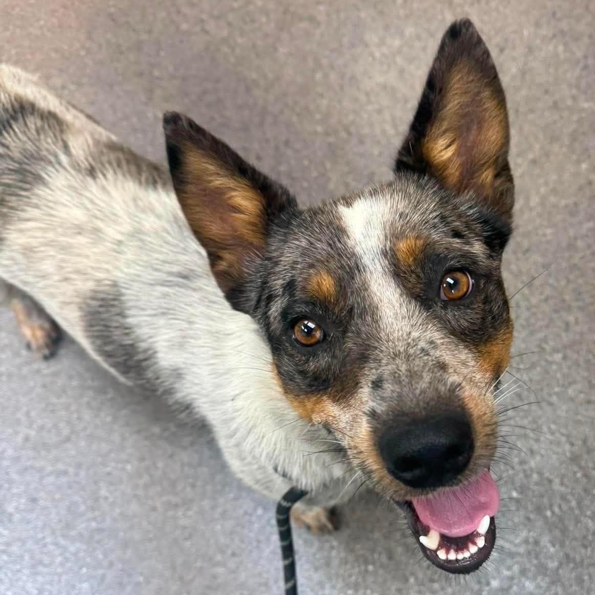 Scruff, ADOPTABLE, Young Male Australian Cattle Dog / Blue Heeler.