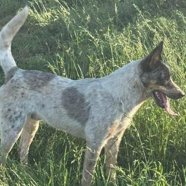 Leo, a ADOPTABLE Australian Cattle Dog / Blue Heeler in Bellingham, WA image 5/6