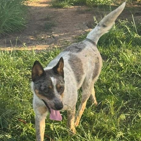Scruff, a ADOPTABLE Australian Cattle Dog / Blue Heeler in Bellingham, WA image 6/6