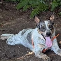 Scruff, a ADOPTABLE Australian Cattle Dog / Blue Heeler in Bellingham, WA image 2/6