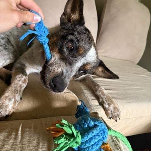 Leo, a ADOPTABLE Australian Cattle Dog / Blue Heeler in Bellingham, WA image 4/6