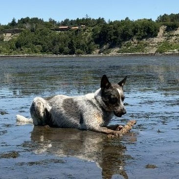 Leo, ADOPTABLE, Young Male Australian Cattle Dog / Blue Heeler.