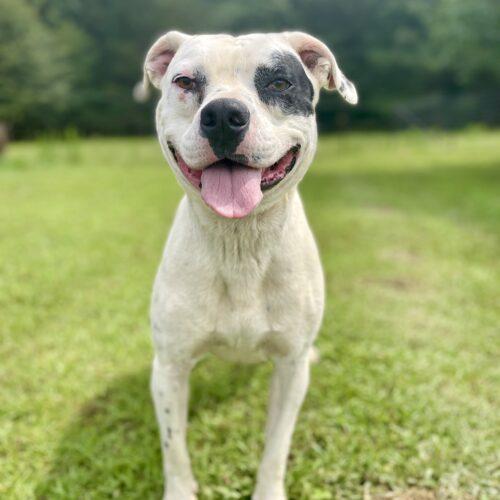 Willie, a Adoptable mixed breed in Leesburg, AL image 2/6