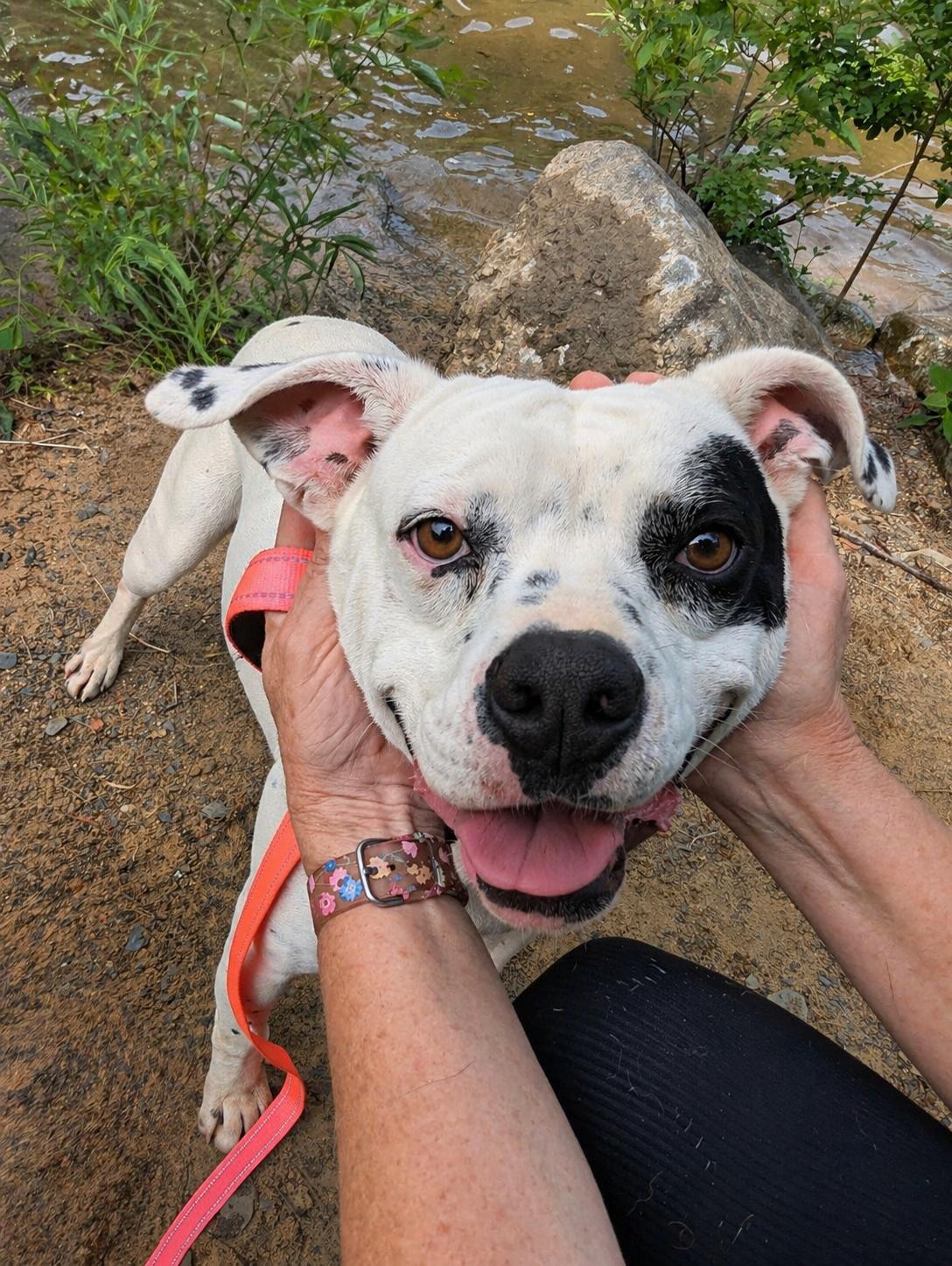 Enlarge Willie, a Adoptable mixed breed in Leesburg, AL image 1/4