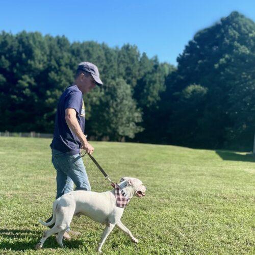 Willie, a Adoptable mixed breed in Leesburg, AL image 3/6