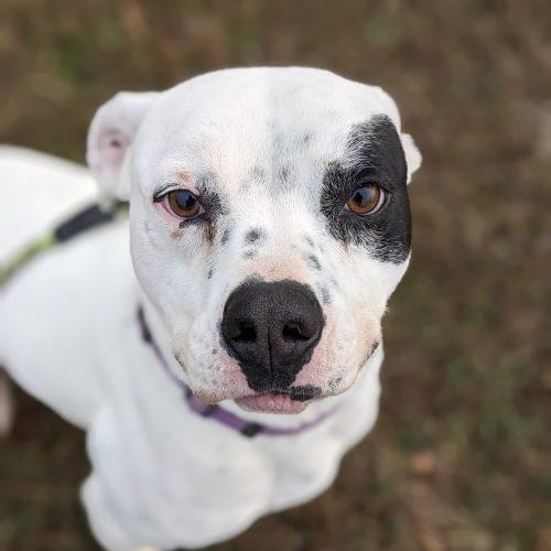 Willie, a Adoptable mixed breed in Leesburg, AL image 6/6