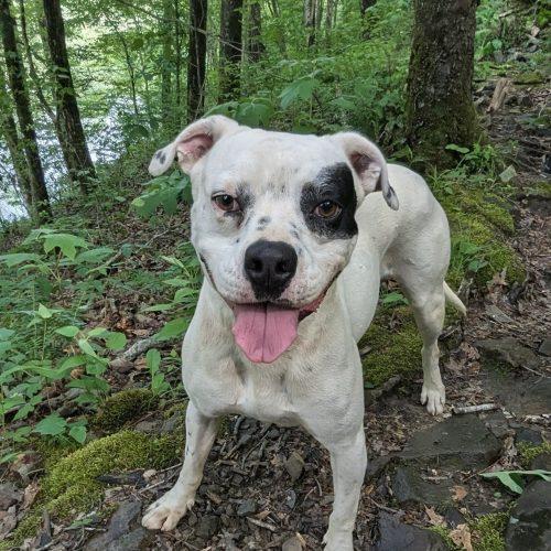 Enlarge Willie, a Adoptable mixed breed in Leesburg, AL image 4/4