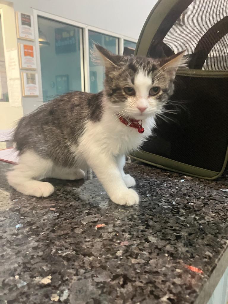 Enlarge Scott, a Adoptable mixed breed in Angola, IN image 1/2