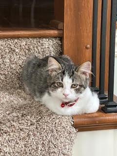 Enlarge Scott, a Adoptable mixed breed in Angola, IN image 2/2