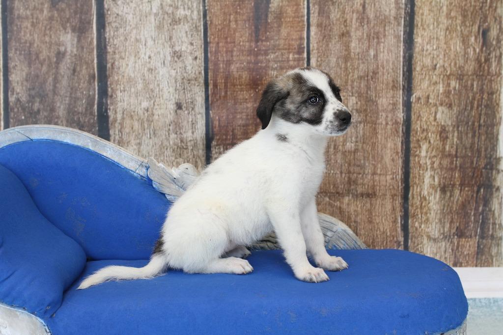 Blizzard, adopted, Puppy Female Border Collie & Great Pyrenees.
