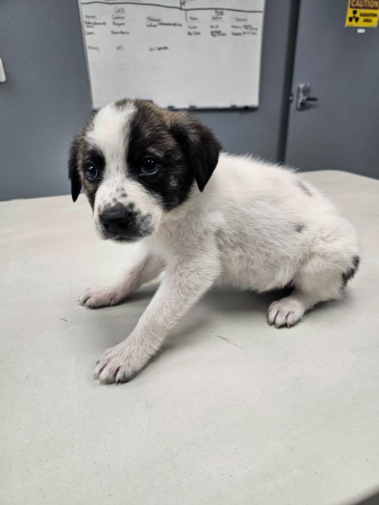 Enlarge Blizzard, an adopted mixed breed in Tyler, TX image 4/4