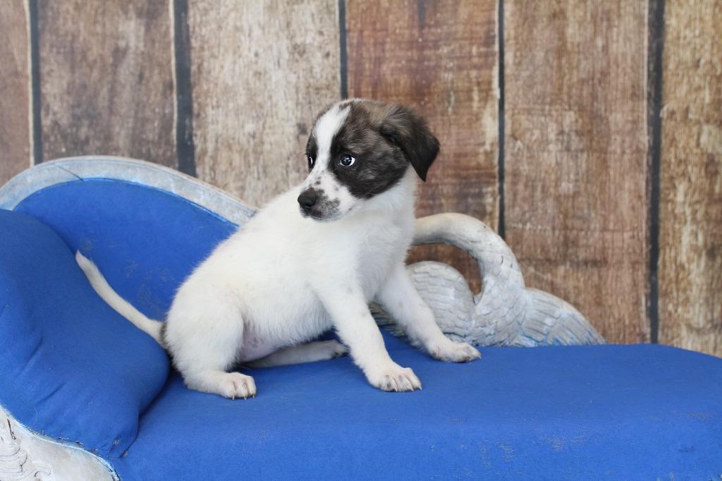 Enlarge Blizzard, an adopted mixed breed in Tyler, TX image 2/4