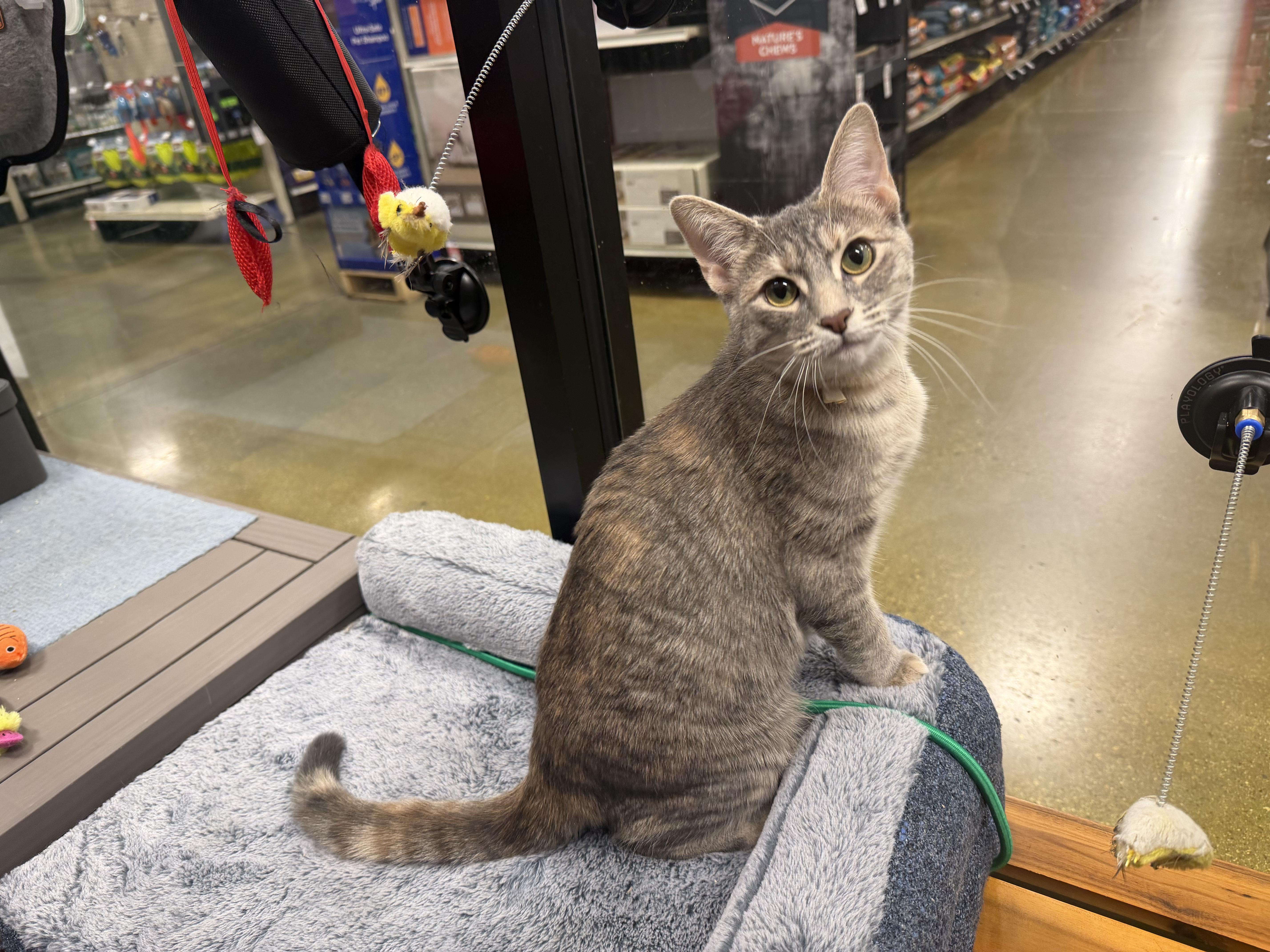 Enlarge Ophelia, a ADOPTABLE mixed breed in La Verne, CA image 2/4