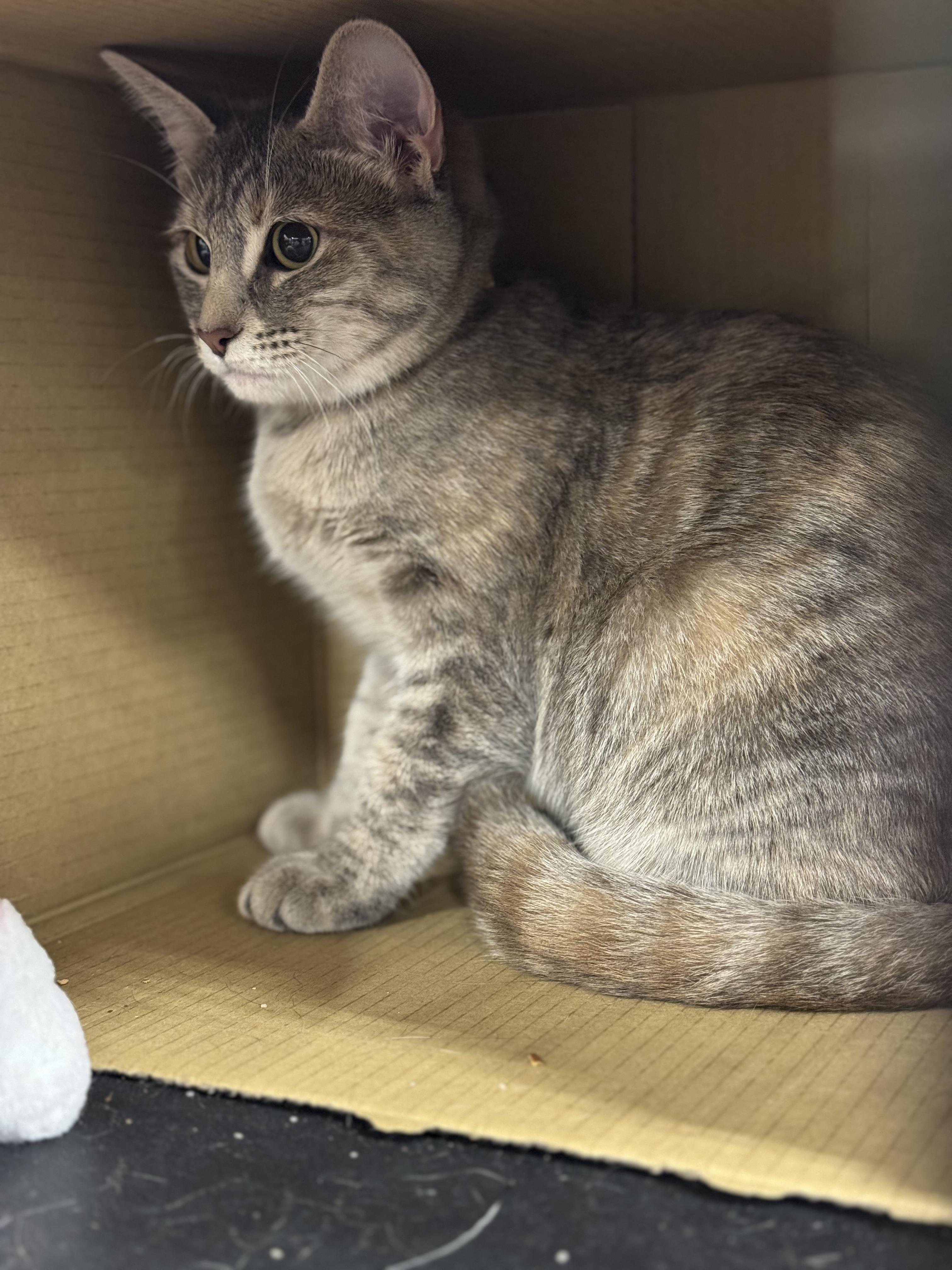 Enlarge Ophelia, a ADOPTABLE mixed breed in La Verne, CA image 4/4