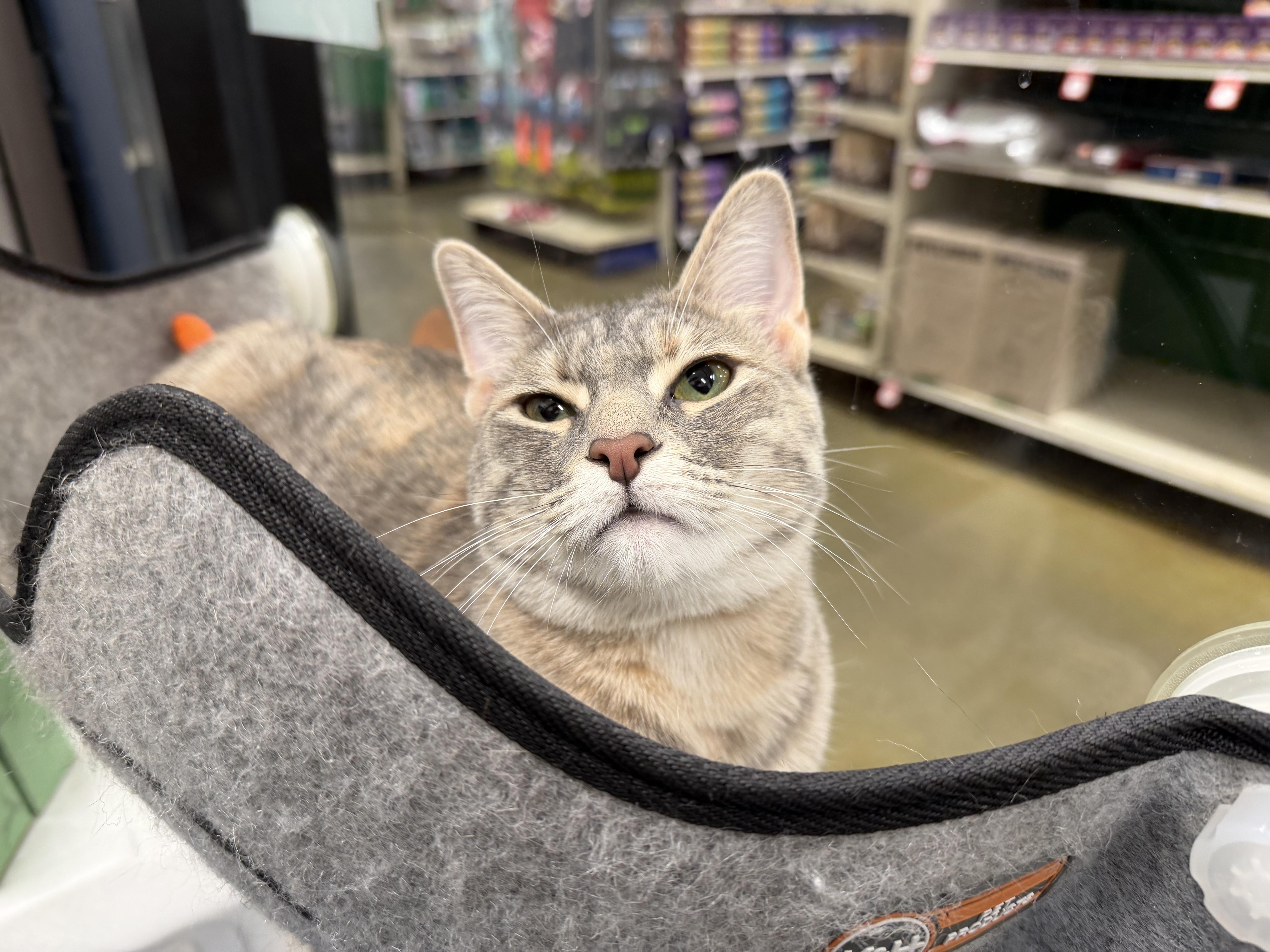 Enlarge Ophelia, a ADOPTABLE mixed breed in La Verne, CA image 3/4