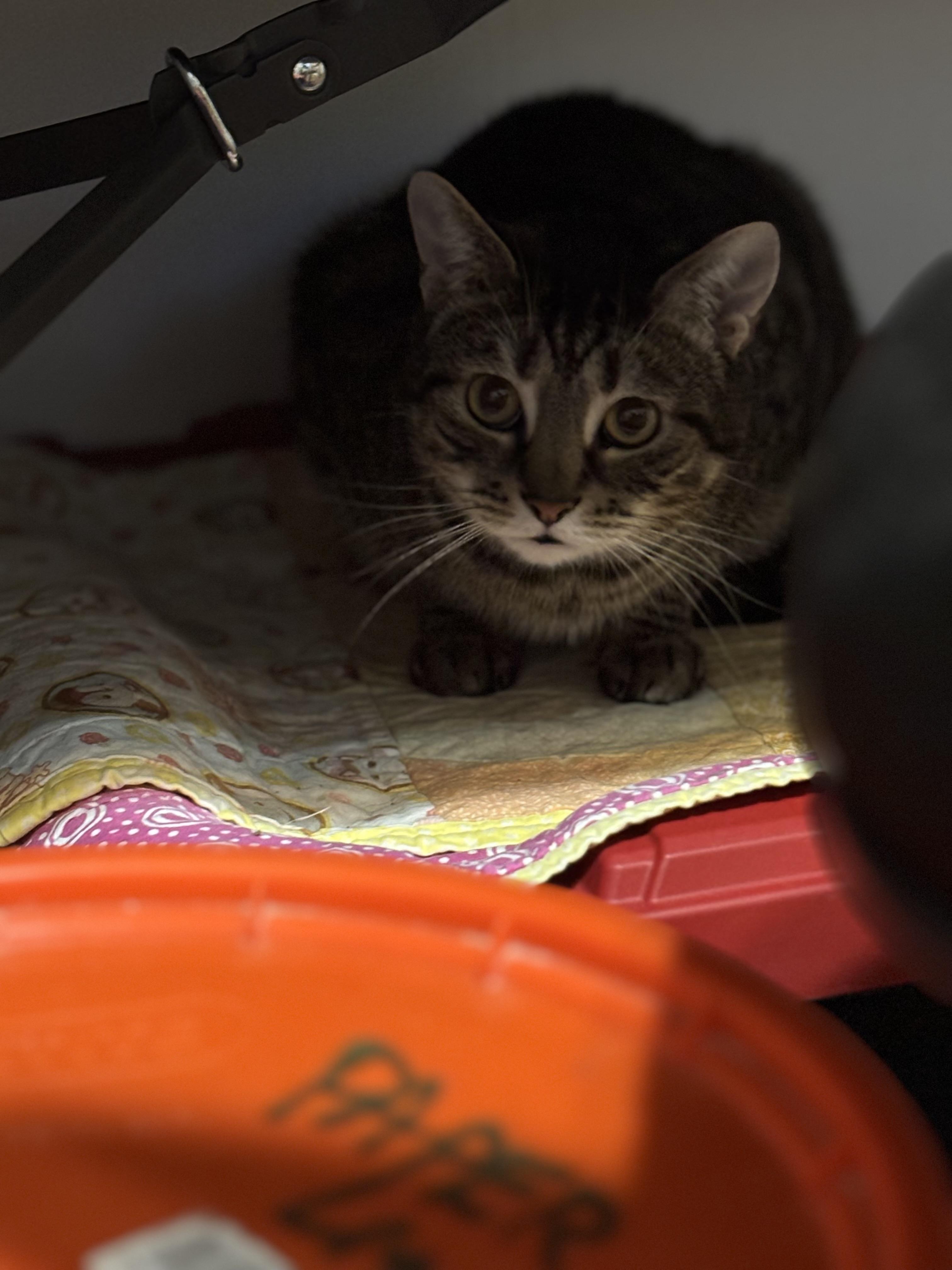 Enlarge PEDRO, a Adoptable Domestic Short Hair in Pittsburgh, PA image 4/4