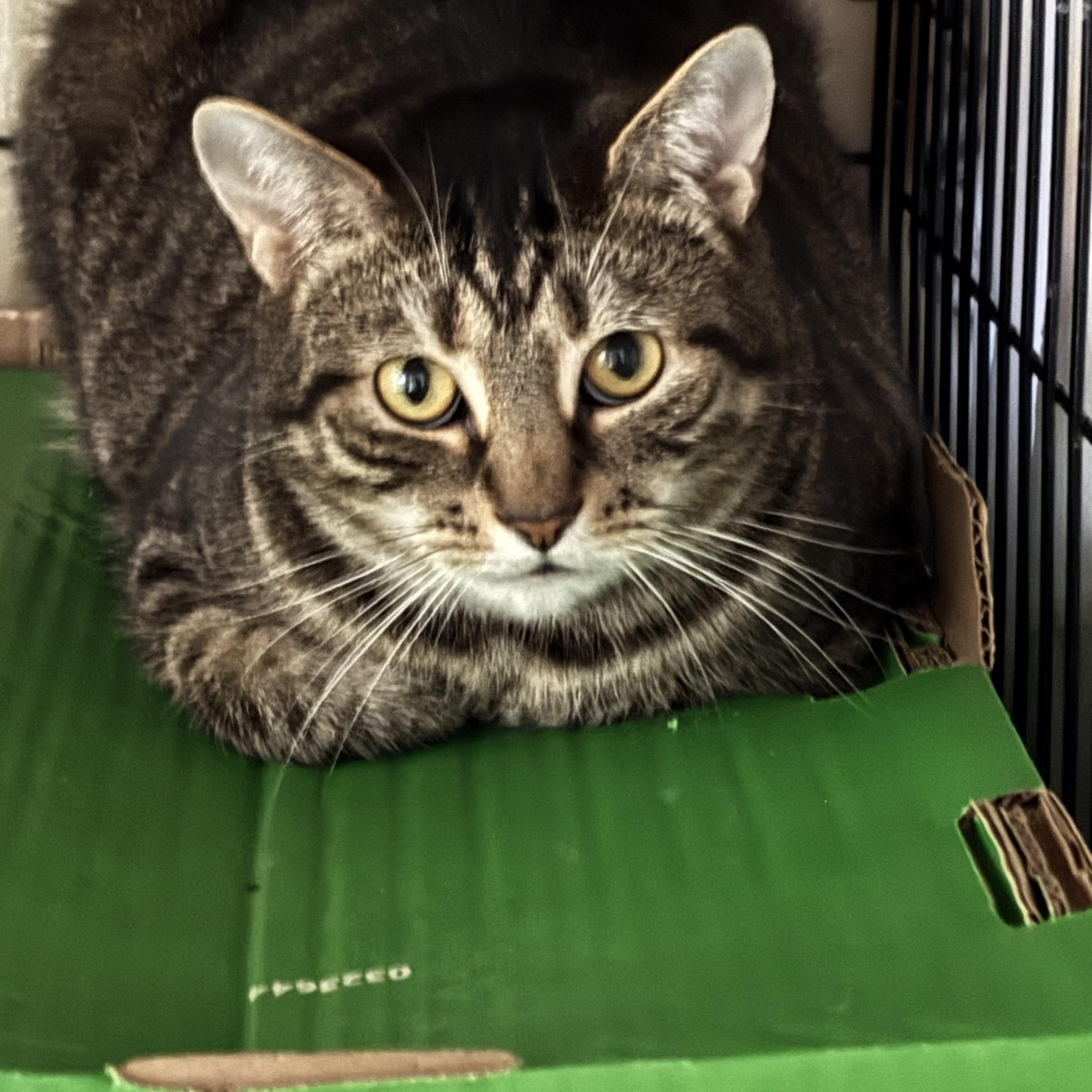 Enlarge PEDRO, a Adoptable Domestic Short Hair in Pittsburgh, PA image 2/4