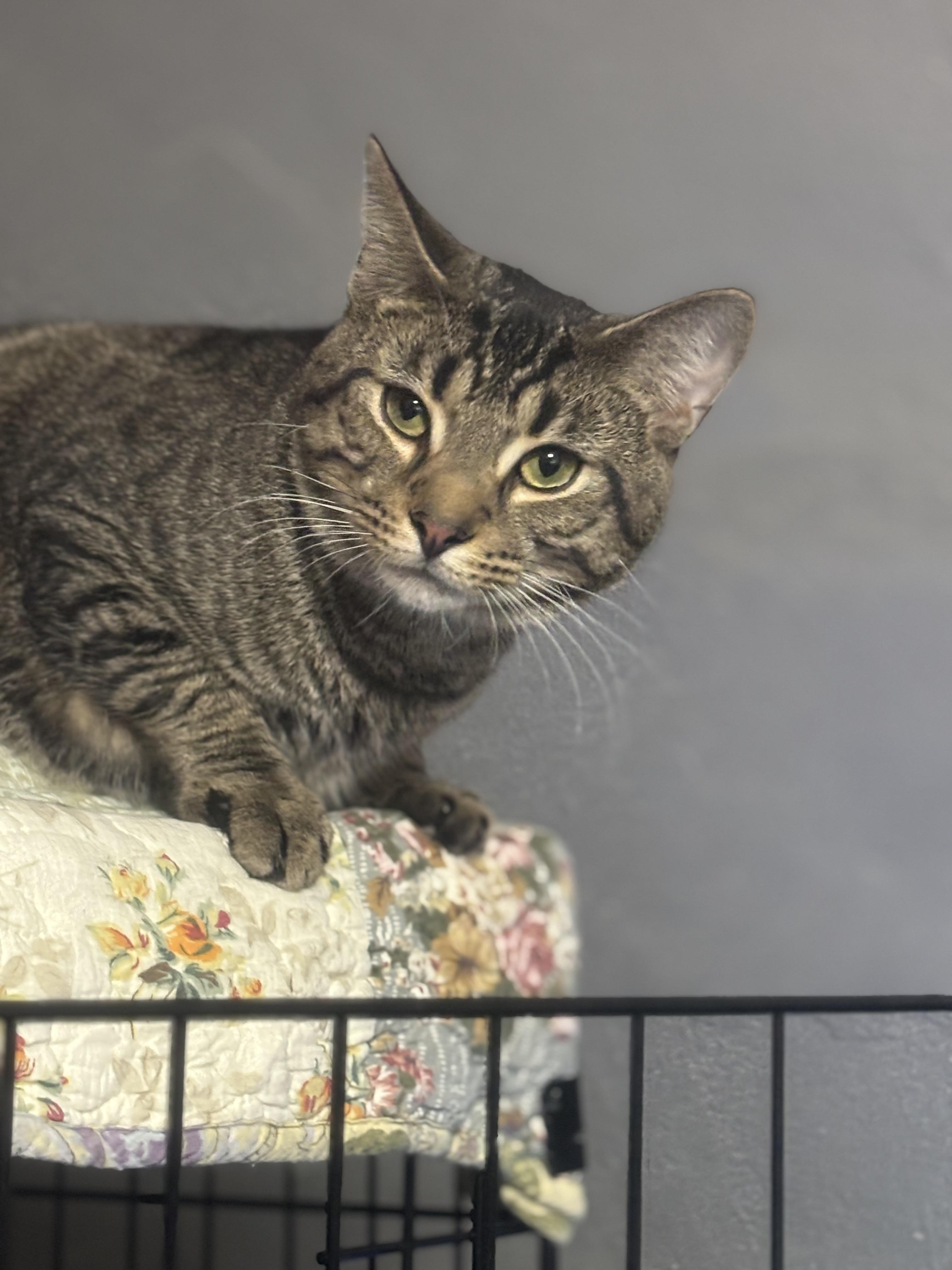 PEDRO, Adoptable, Adult Male Domestic Short Hair.