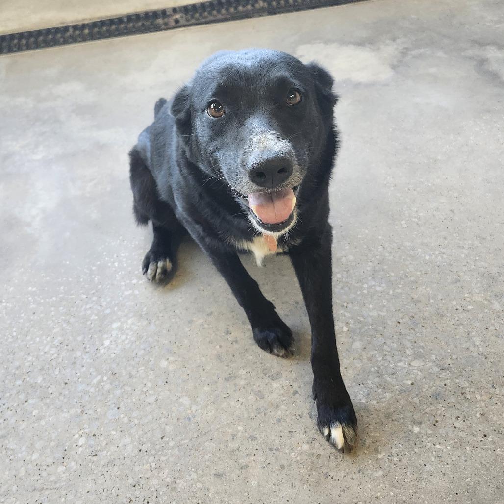 Holly, Adoptable, Adult Female Mixed Breed.