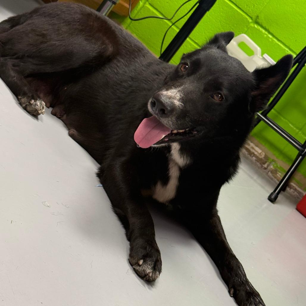 Enlarge Holly, a Adoptable Mixed Breed in Ponca City, OK image 2/4