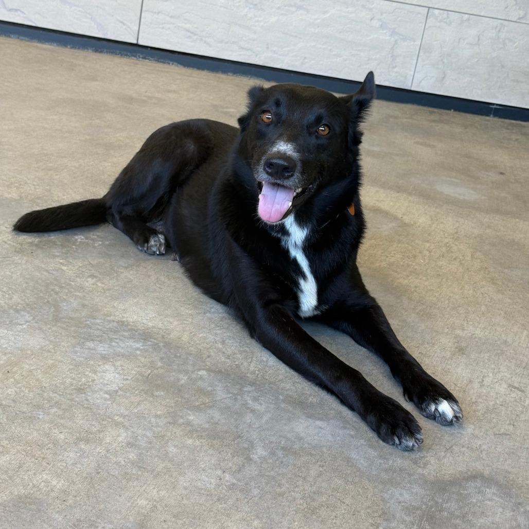 Enlarge Holly, a Adoptable Mixed Breed in Ponca City, OK image 3/4
